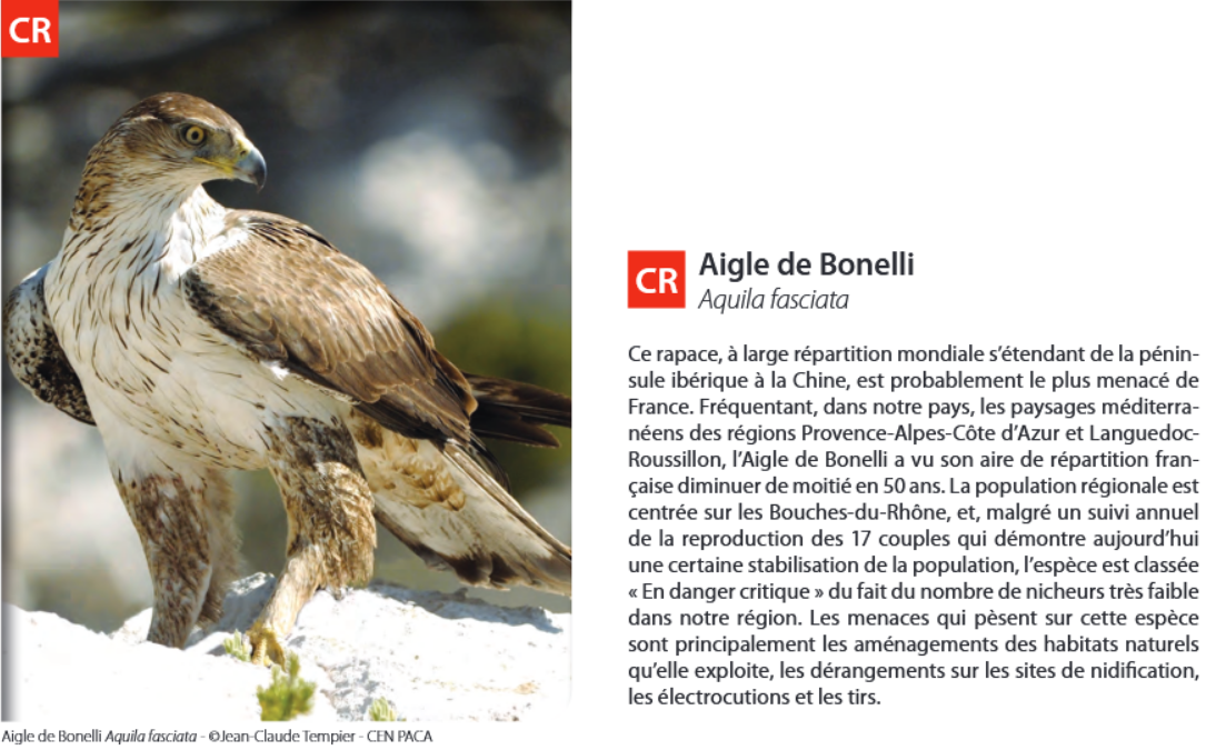 Aigle de Bonelli - Aquila fasciata