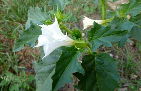 Datura : La belle corolle blanche du datura cache une violente toxicité. Isidre blanc/Wikimedia Commons, CC BY-SA