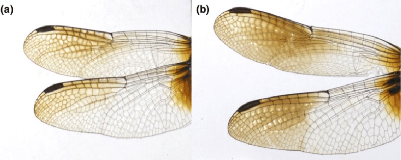 Les ailes de deux mâles adultes : peu de mélanisation (a) / plus de mélanisation (b). Journal of Evolutionary Biology