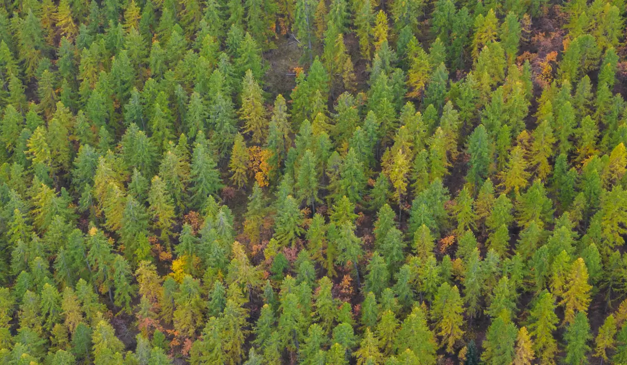 Face au réchauffement climatique, comment faire des arbres nos alliés ? - Photo Sébastien Botella