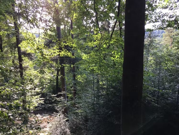 Forêt mélangée des Vosges du Nord - sept. 2021. Evrard de Turckheim, CC BY-NC-ND