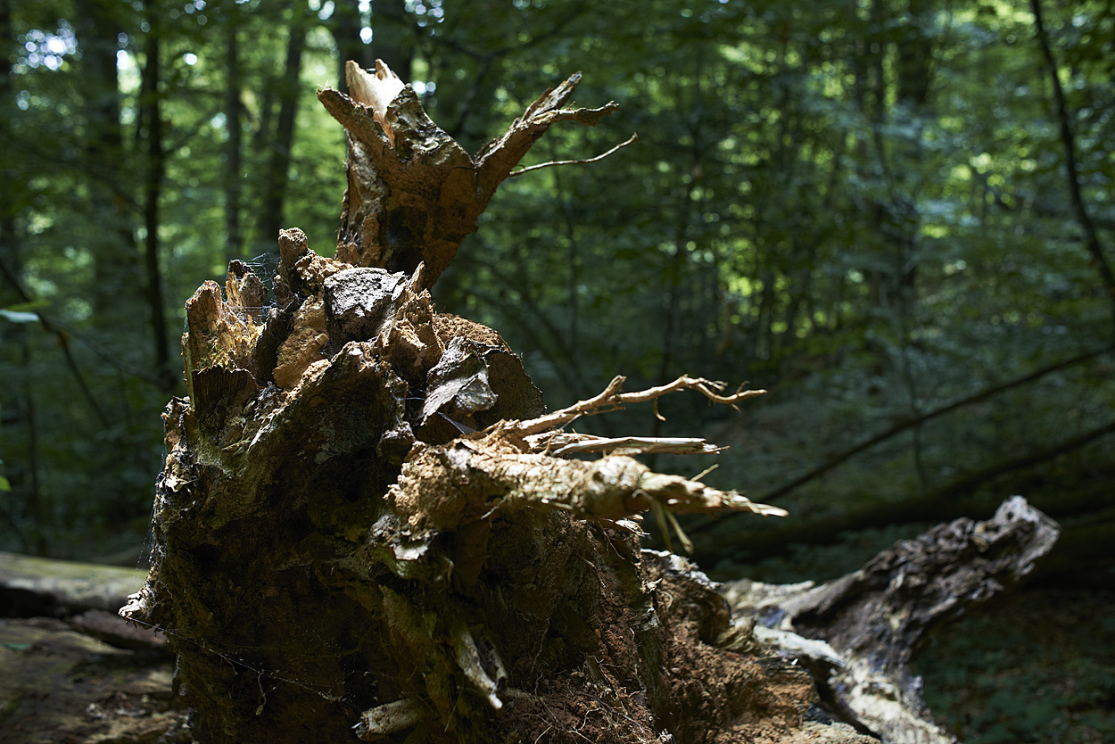Le bois mort accueille tout un cortège d’espèces dites saproxylites. © Alain Pitton - Reporterre